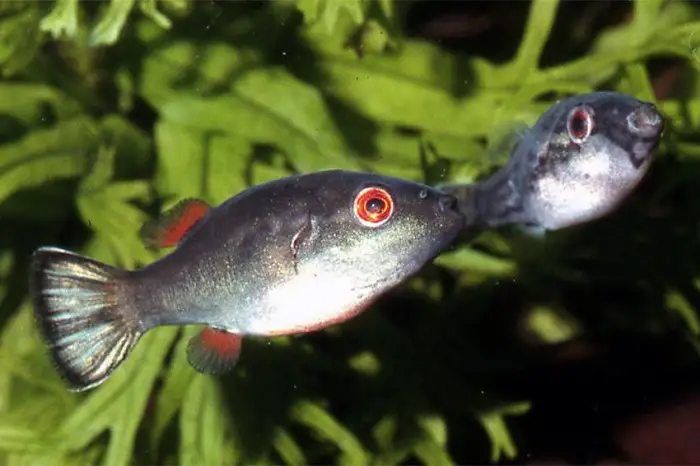 can you own glofish as pets