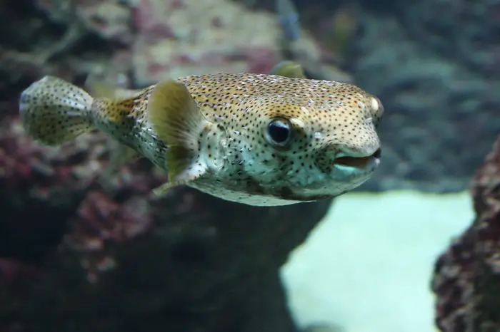 blowfish vs puffer fish where they live