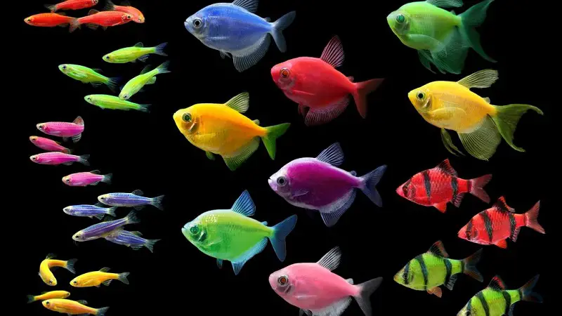 are glofish sterile