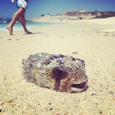 blowfish vs puffer fish