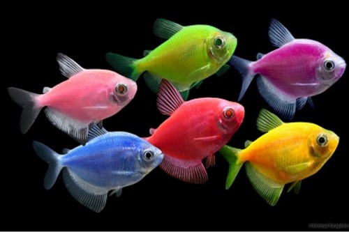 are glofish sterile