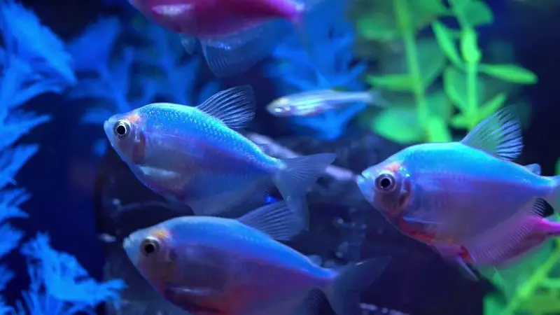 do glofish sleep