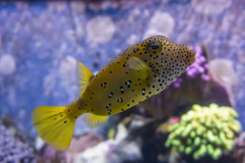 can you have a puffer fish as a pet