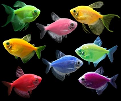 do glofish sleep