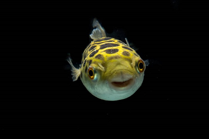 can you keep a puffer fish as a pet