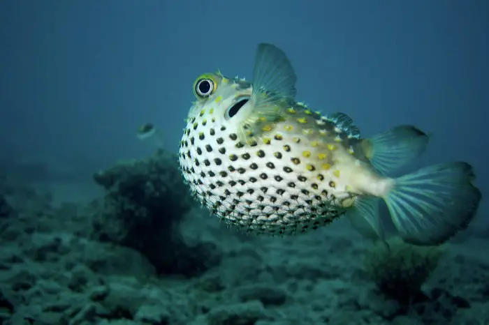 blowfish vs pufferfish