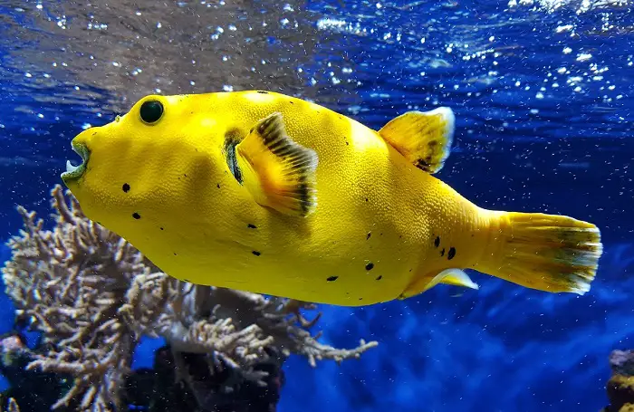 can you have a pufferfish as a pet