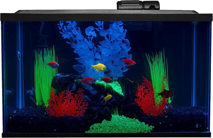 signs your glofish is sleeping