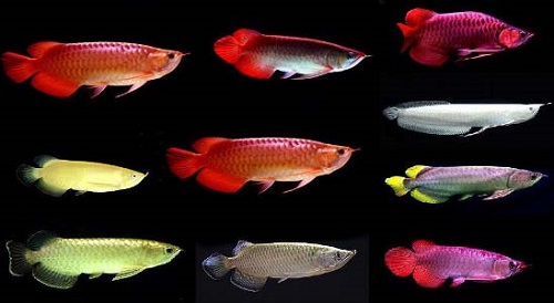 different types of Arowana fish