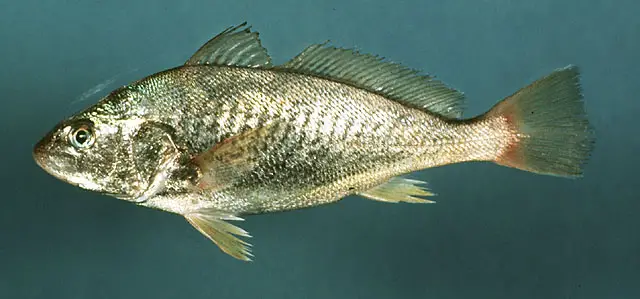 species of atlantic fish