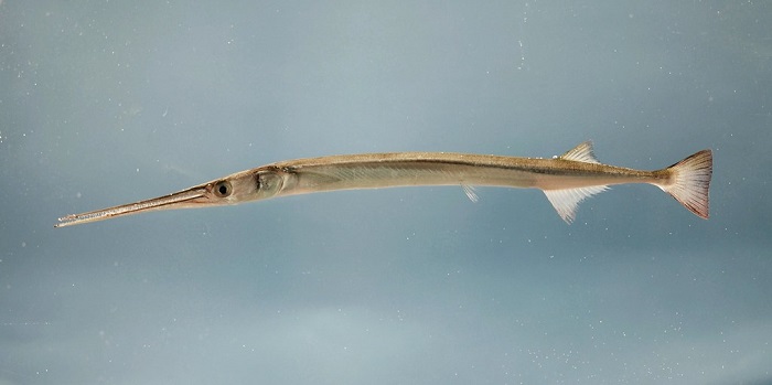 types of atlanticfish