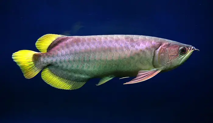 types of arowana fish species