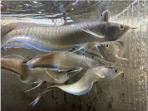 different types of arowana fish