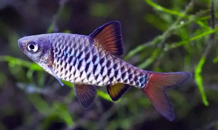 popular types of barb fish