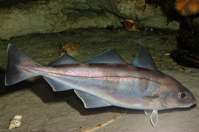 different types of atlantic fish