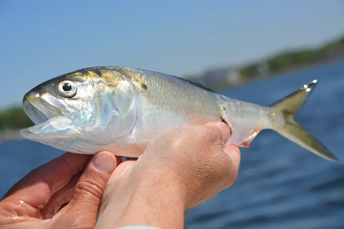 species of bait fish