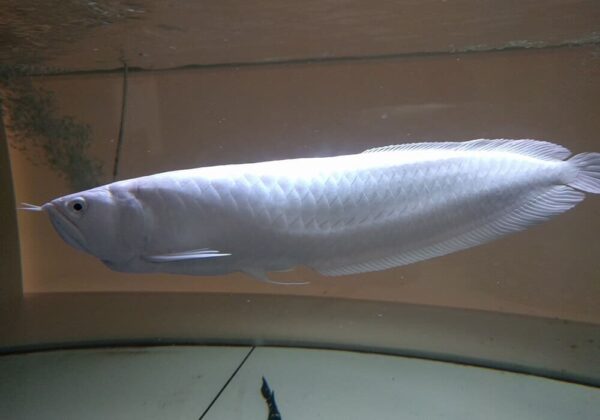 common types of arowana fish