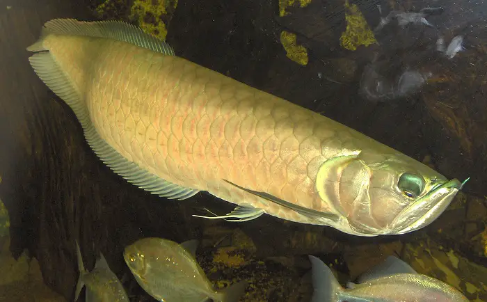 the types of arowana fish