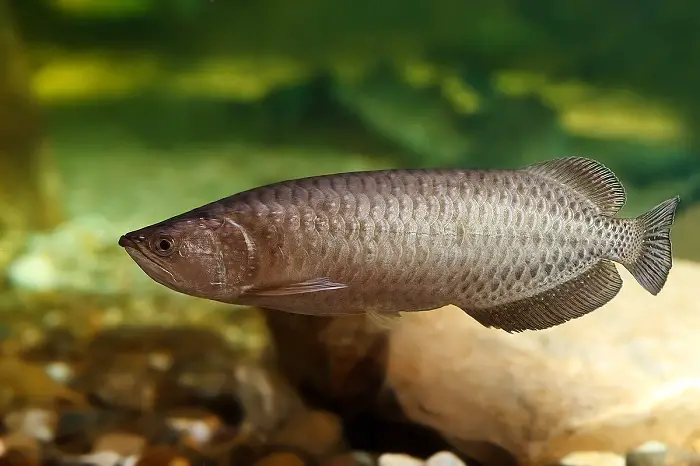 arowana fish types