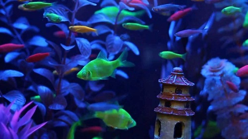 are Glofish known to be bioluminescent