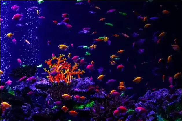 are Glofish bioluminescent