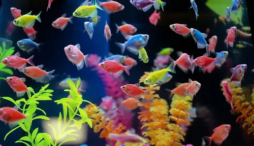 are glofish bottom feeding fish