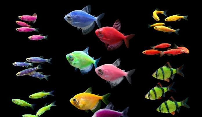 Are GloFish Aggressive? (Dispelling the Myths)