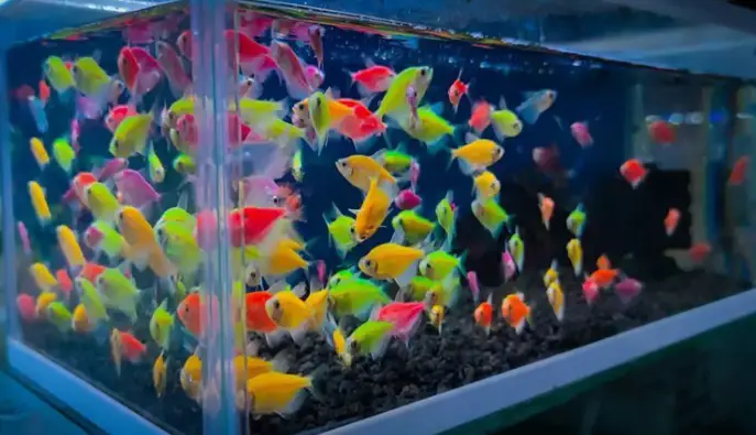 are glofish bottom feeders