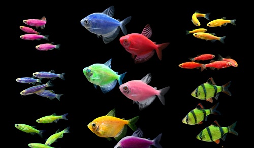 are glofish dyed or not