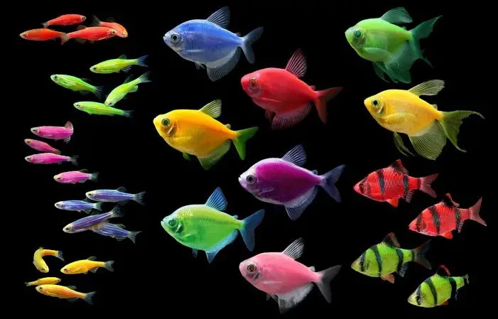 are glofish known for bottom feeding