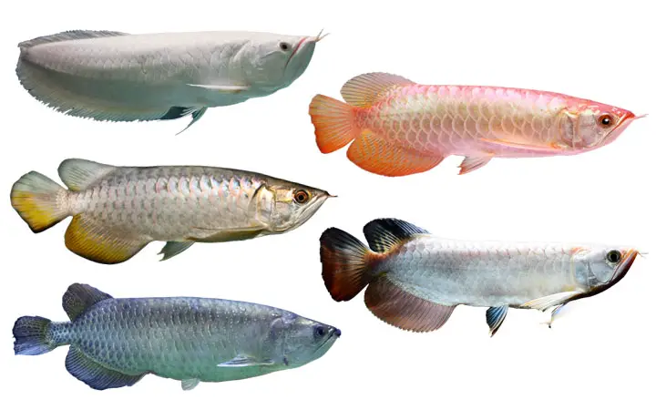 types of Arowana fish