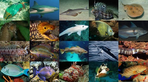 various types of atlantic fish