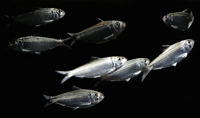 types of bait fish