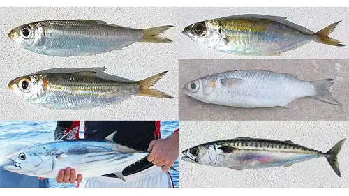 different types of bait fish