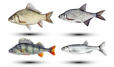 different types of bream fish