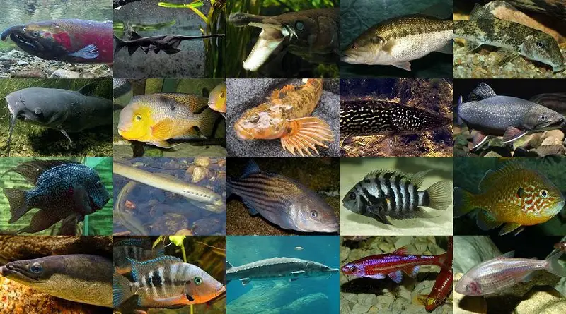 types of atlantic fish