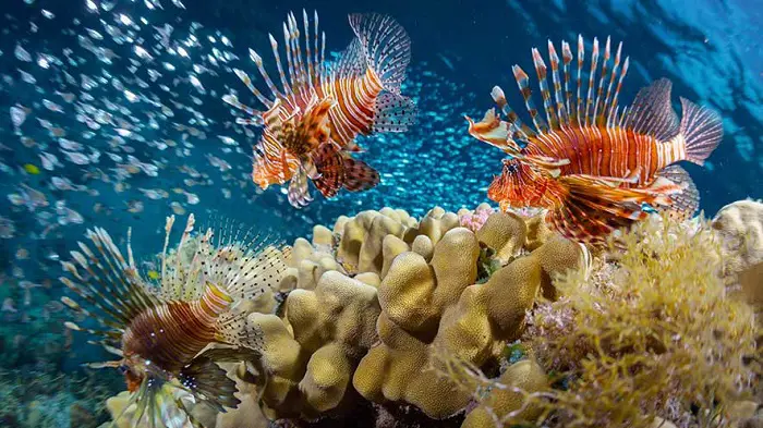 lionfish vs turkeyfish habibat