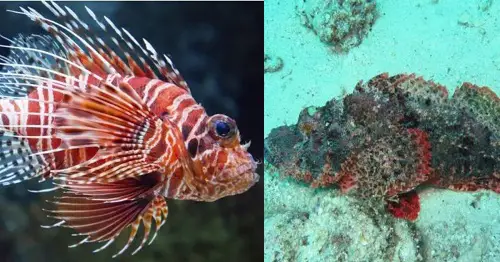 difference between lionfish vs stonefish