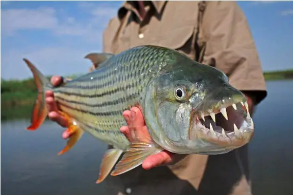 lionfish vs tigerfish differences