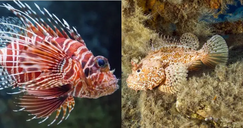 lionfish vs scorpionfish