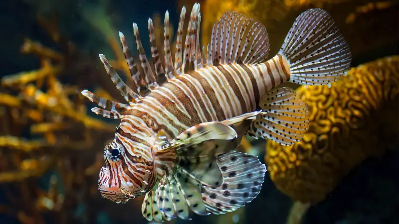 lionfish vs turkeyfish