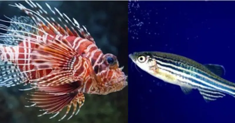 lionfish vs zebrafish