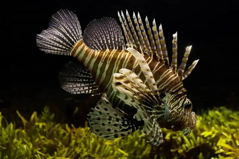 lionfish vs stonefish - how they hunt