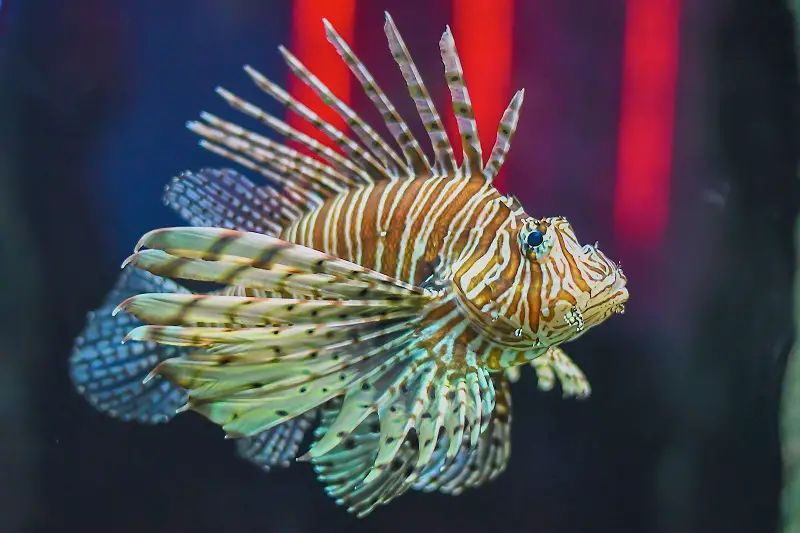 lionfish vs scorpionfish differences