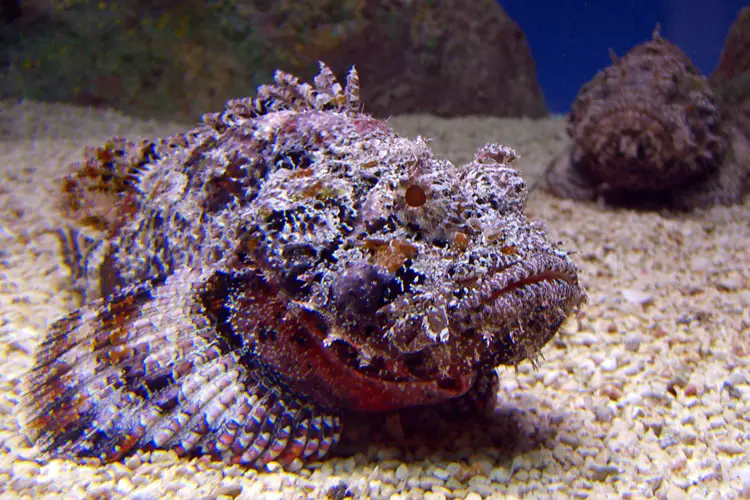 lion fish vs stone fish