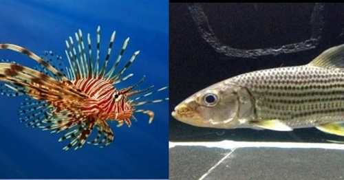 difference between lionfish vs tigerfish