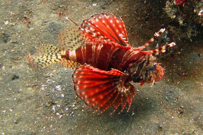 the difference between lionfish vs turkeyfish