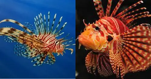 difference between lionfish vs turkeyfish