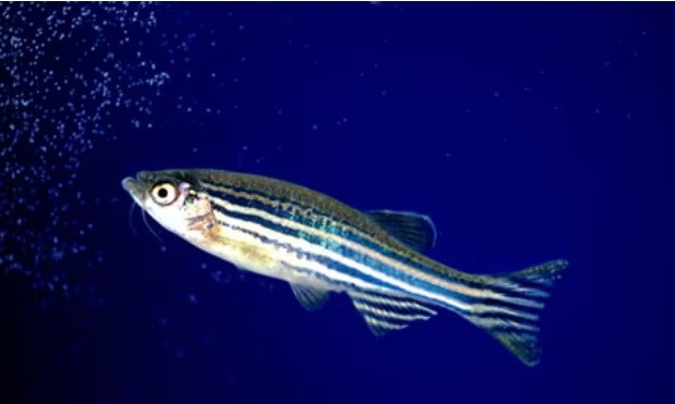 differences between lionfish vs zebrafish