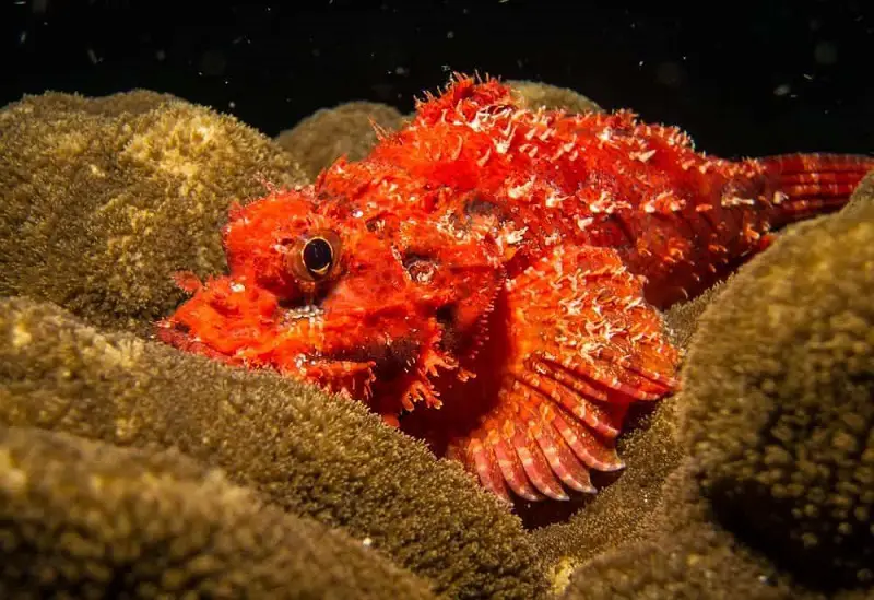 lion fish vs scorpion fish